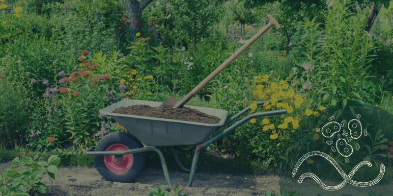 compost in wheelbarrow to mulch garden veg and flower beds in spring 